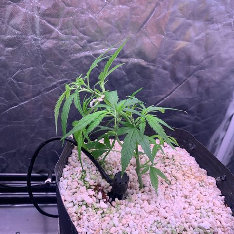Cookies (Royal Queen Seeds) growlog timeline photo