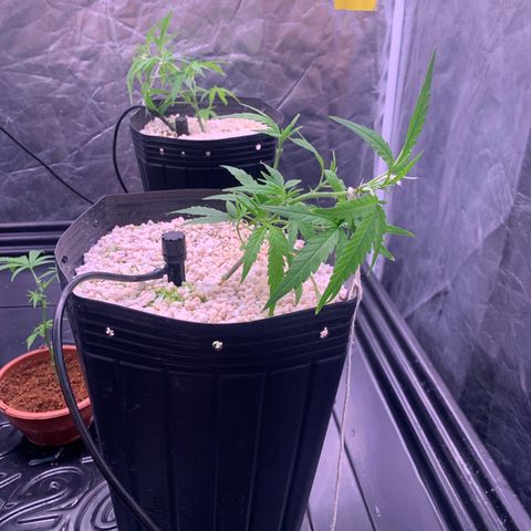 Cookies (Royal Queen Seeds) growlog timeline photo
