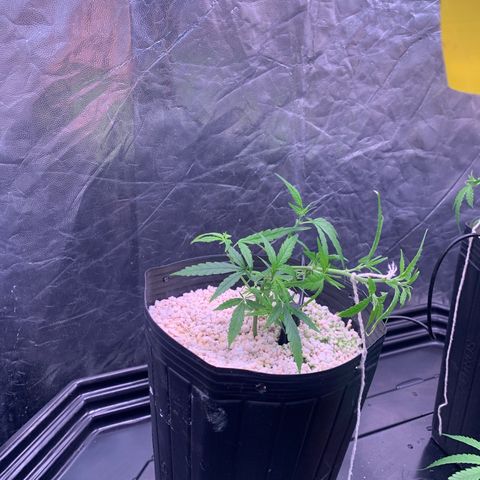 Cookies (Royal Queen Seeds) growlog timeline photo