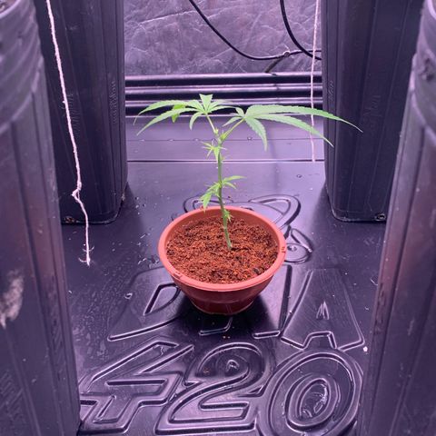 Cookies (Royal Queen Seeds) growlog timeline photo