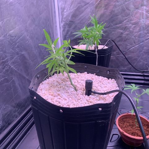 Cookies (Royal Queen Seeds) growlog timeline photo