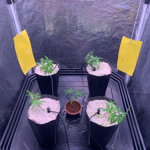Cookies (Royal Queen Seeds) growlog timeline photo