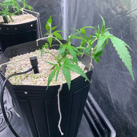 Cookies (Royal Queen Seeds) growlog timeline photo