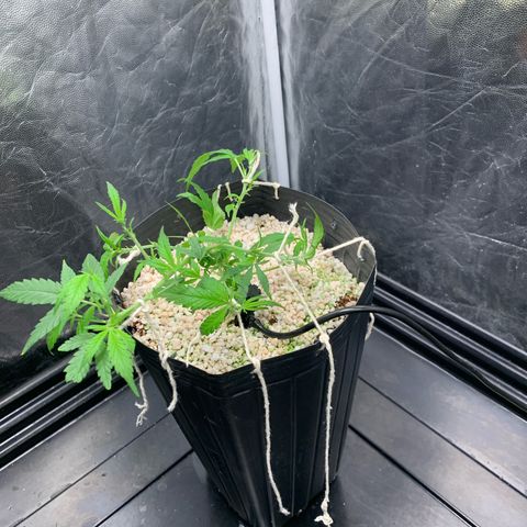 Cookies (Royal Queen Seeds) growlog timeline photo