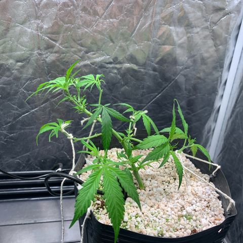 Cookies (Royal Queen Seeds) growlog timeline photo