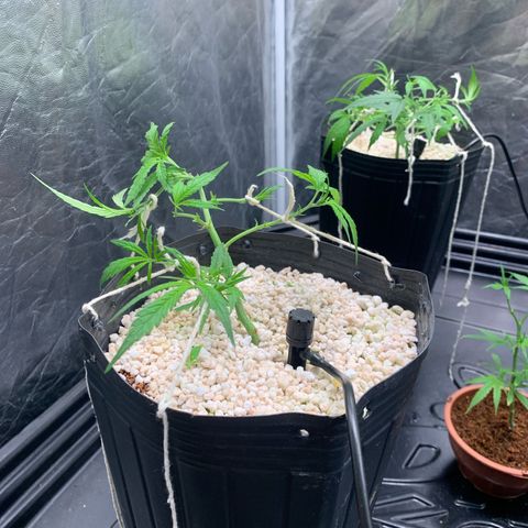 Cookies (Royal Queen Seeds) growlog timeline photo