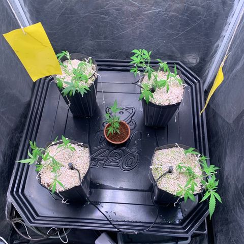 Cookies (Royal Queen Seeds) growlog timeline photo
