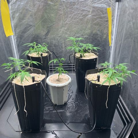 Cookies (Royal Queen Seeds) growlog timeline photo