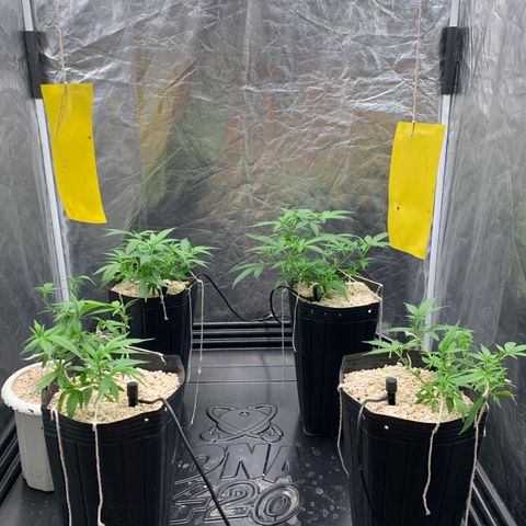Cookies (Royal Queen Seeds) growlog timeline photo