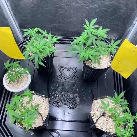 Cookies (Royal Queen Seeds) growlog timeline photo