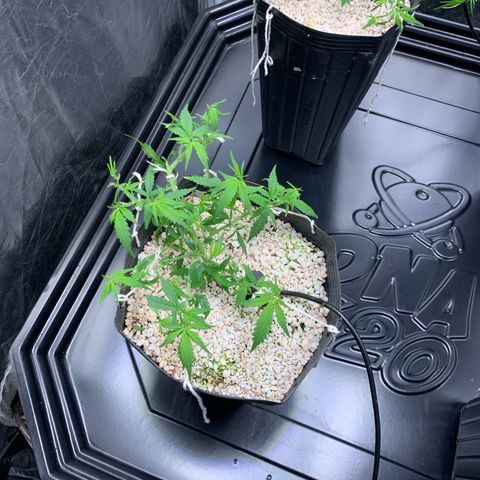 Cookies (Royal Queen Seeds) growlog timeline photo