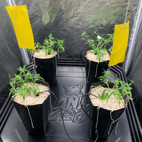 Cookies (Royal Queen Seeds) growlog timeline photo