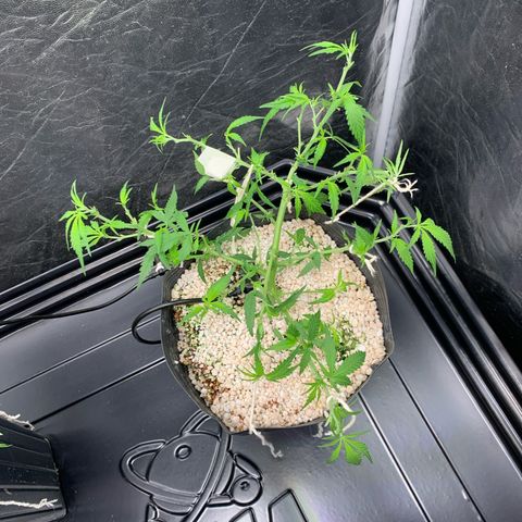 Cookies (Royal Queen Seeds) growlog timeline photo