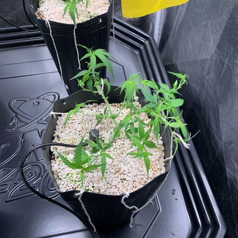 Cookies (Royal Queen Seeds) growlog timeline photo