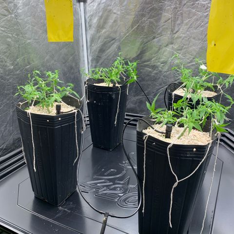 Cookies (Royal Queen Seeds) growlog timeline photo