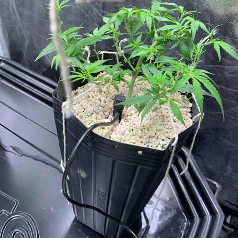 Cookies (Royal Queen Seeds) growlog timeline photo