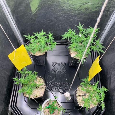 Cookies (Royal Queen Seeds) growlog timeline photo