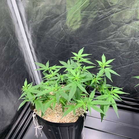 Cookies (Royal Queen Seeds) growlog timeline photo
