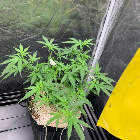 Cookies (Royal Queen Seeds) growlog timeline photo