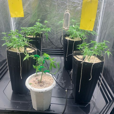 Cookies (Royal Queen Seeds) growlog timeline photo