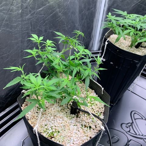 Cookies (Royal Queen Seeds) growlog timeline photo
