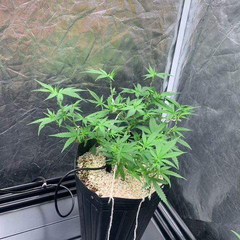 Cookies (Royal Queen Seeds) growlog timeline photo
