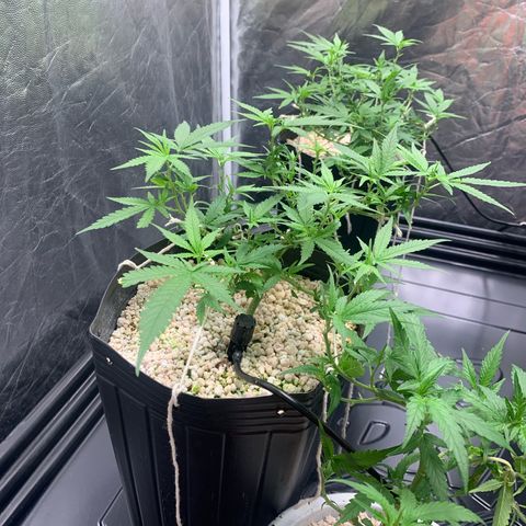 Cookies (Royal Queen Seeds) growlog timeline photo