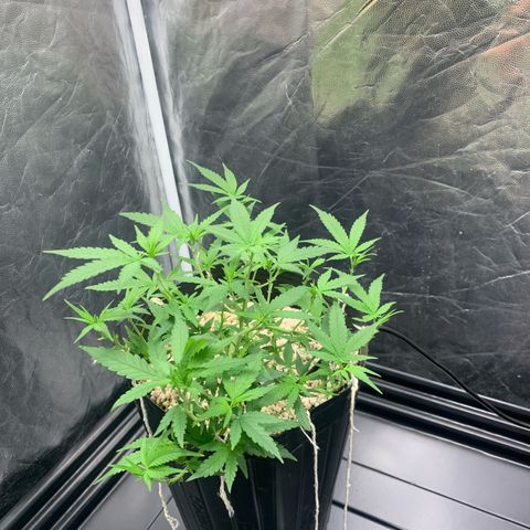 Cookies (Royal Queen Seeds) growlog timeline photo