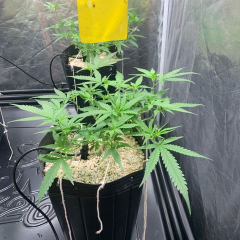 Cookies (Royal Queen Seeds) growlog timeline photo