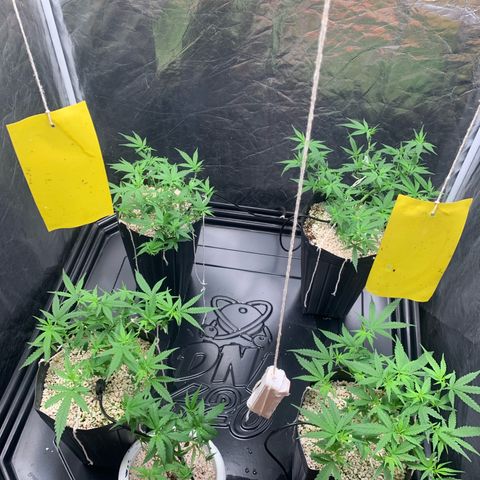 Cookies (Royal Queen Seeds) growlog timeline photo