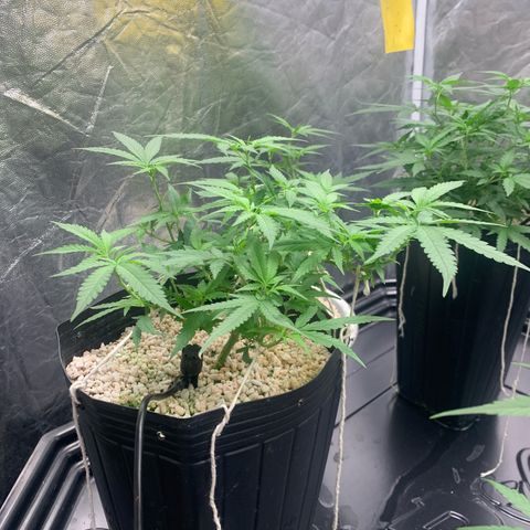 Cookies (Royal Queen Seeds) growlog timeline photo