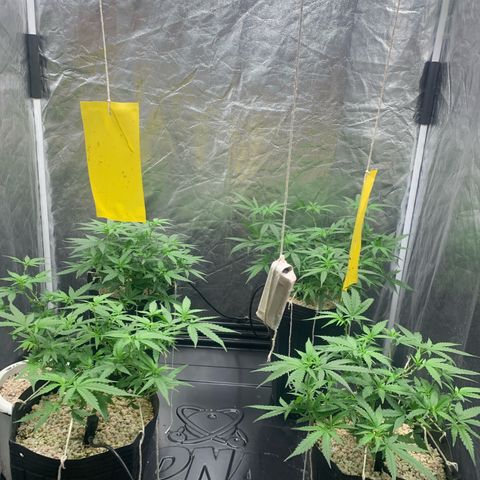 Cookies (Royal Queen Seeds) growlog timeline photo