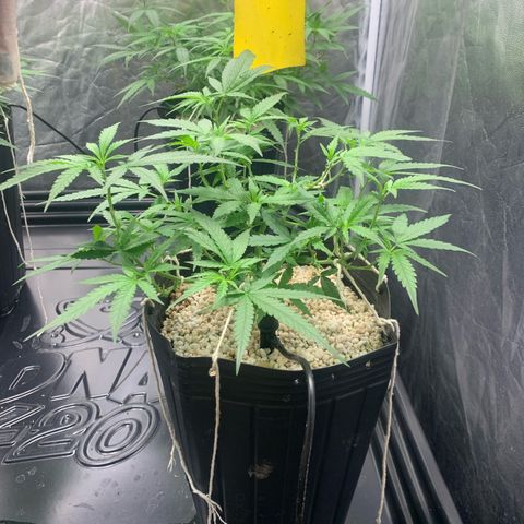 Cookies (Royal Queen Seeds) growlog timeline photo