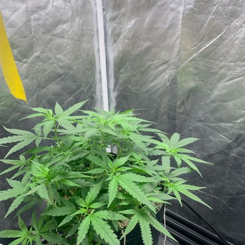 Cookies (Royal Queen Seeds) growlog timeline photo