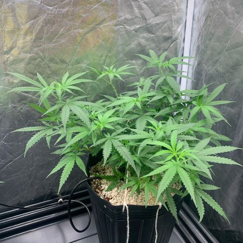 Cookies (Royal Queen Seeds) growlog timeline photo