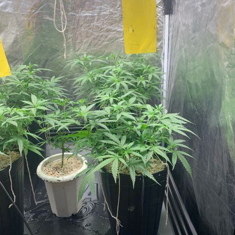 Cookies (Royal Queen Seeds) growlog timeline photo