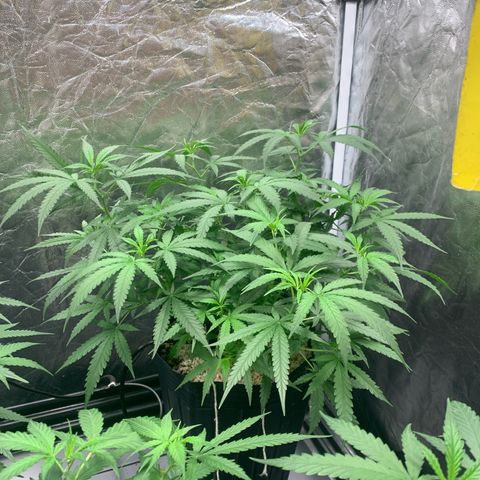 Cookies (Royal Queen Seeds) growlog timeline photo