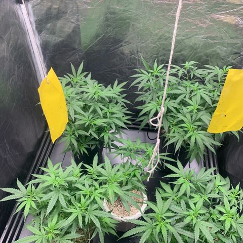 Cookies (Royal Queen Seeds) growlog timeline photo