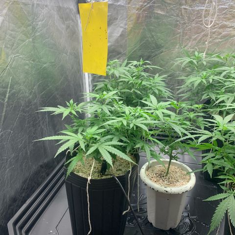 Cookies (Royal Queen Seeds) growlog timeline photo