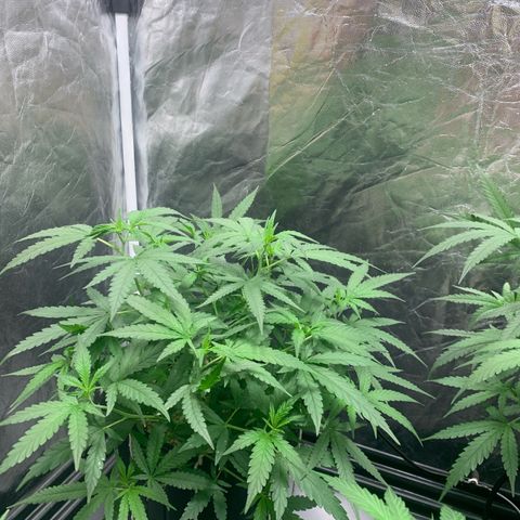 Cookies (Royal Queen Seeds) growlog timeline photo