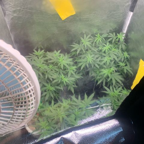 Cookies (Royal Queen Seeds) growlog timeline photo