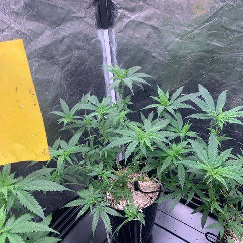 Cookies (Royal Queen Seeds) growlog timeline photo