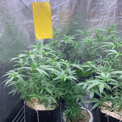 Cookies (Royal Queen Seeds) growlog timeline photo