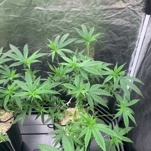 Cookies (Royal Queen Seeds) growlog timeline photo