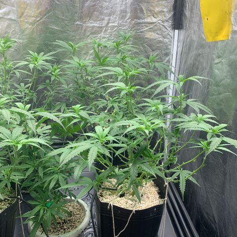 Cookies (Royal Queen Seeds) growlog timeline photo