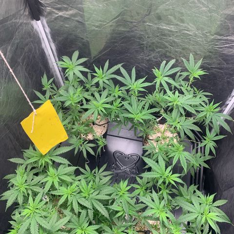 Cookies (Royal Queen Seeds) growlog timeline photo