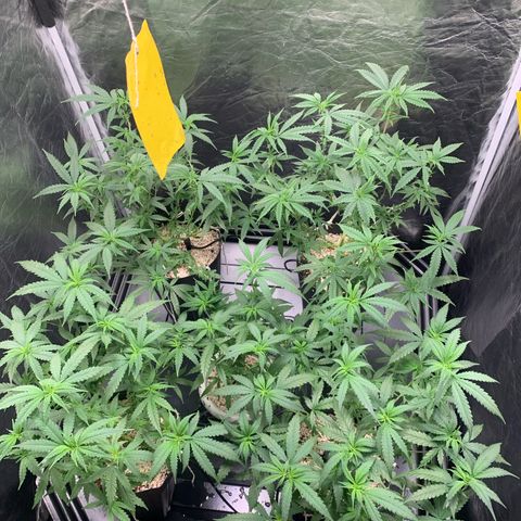 Cookies (Royal Queen Seeds) growlog timeline photo