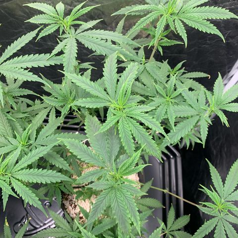 Cookies (Royal Queen Seeds) growlog timeline photo