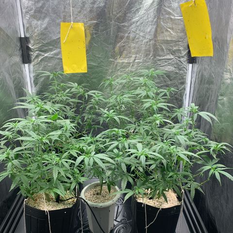 Cookies (Royal Queen Seeds) growlog timeline photo