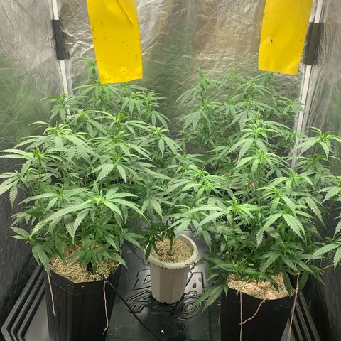 Cookies (Royal Queen Seeds) growlog timeline photo